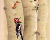 Red-napped Sapsucker - 威廉·齐默曼